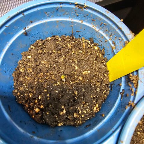 Orange Hill Spezial  #2 growlog photo: Heute ist eine der Damen gestorben.
Dafür kommt die melonade runtz hinterher 