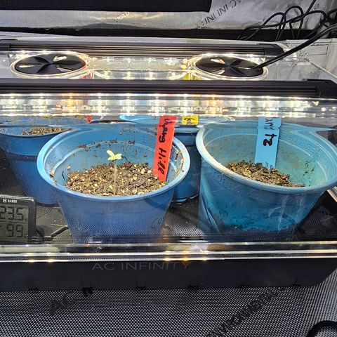 Melonade Runtz growlog photo: Sind wieder zu viert.
