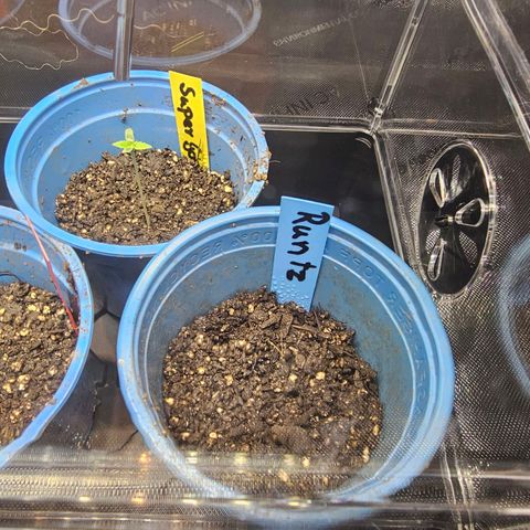 Melonade Runtz growlog timeline photo