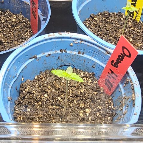 Orange Hill Spezial  #1 growlog timeline photo