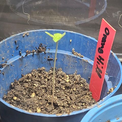 Orange Hill Spezial  #2 growlog photo: Etwas am spargeln.