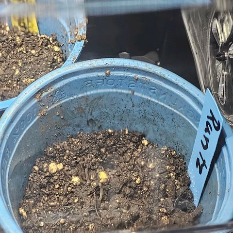Melonade Runtz growlog timeline photo