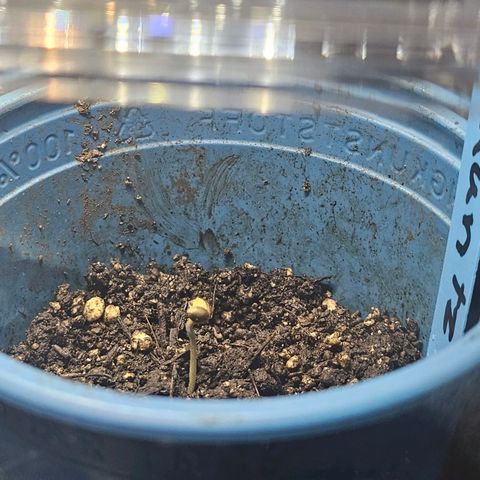 Melonade Runtz growlog timeline photo