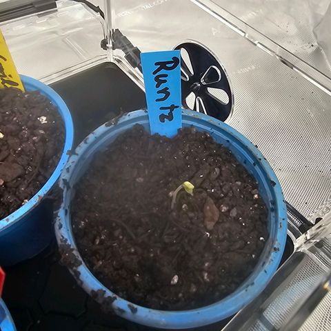 Melonade Runtz growlog timeline photo