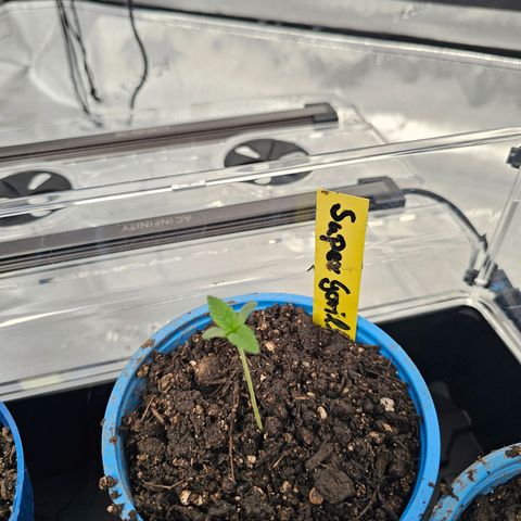 Gorilla Super Glue  #1 growlog timeline photo