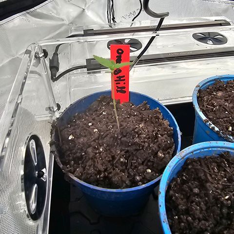 Orange Hill Spezial  #1 growlog timeline photo