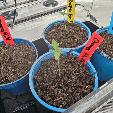 Orange Hill Spezial  #2 growlog timeline photo