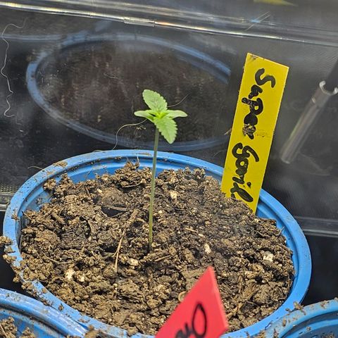 Gorilla Super Glue  #1 growlog timeline photo