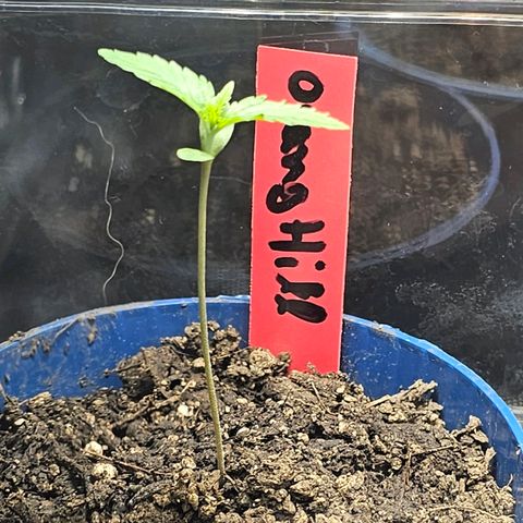 Orange Hill Spezial  #1 growlog timeline photo