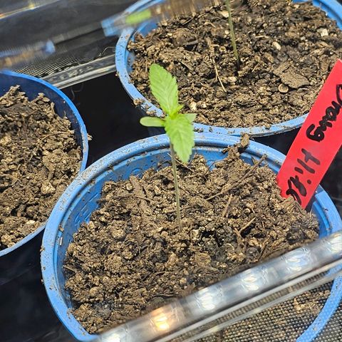 Orange Hill Spezial  #2 growlog timeline photo
