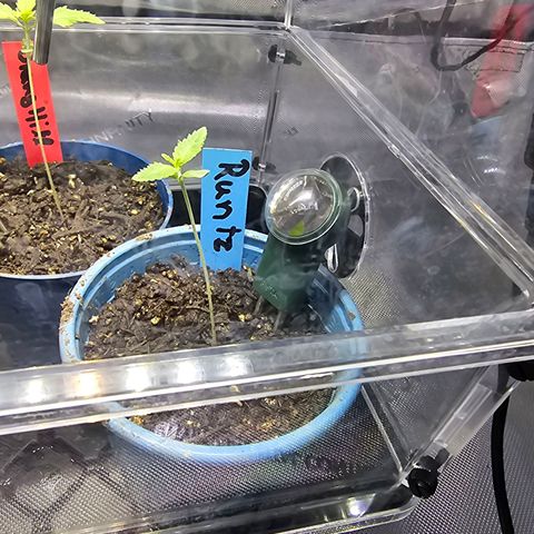 Melonade Runtz growlog timeline photo
