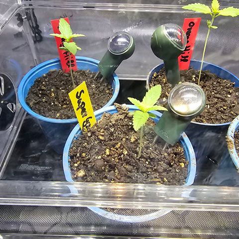 Gorilla Super Glue  #1 growlog timeline photo