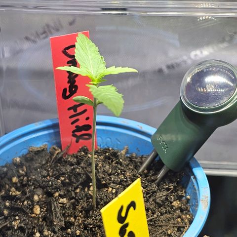 Orange Hill Spezial  #1 growlog timeline photo