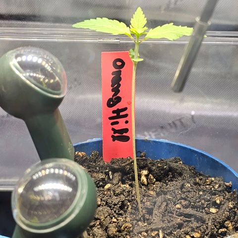 Orange Hill Spezial  #2 growlog timeline photo