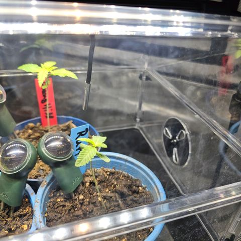 Melonade Runtz growlog timeline photo