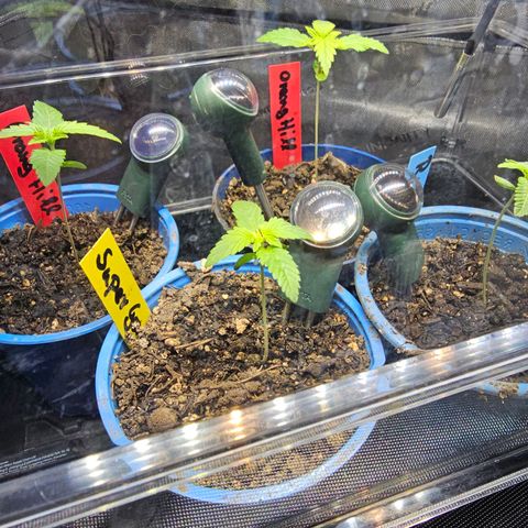 Gorilla Super Glue  #1 growlog timeline photo