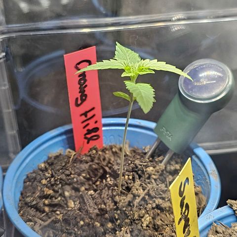 Orange Hill Spezial  #1 growlog timeline photo