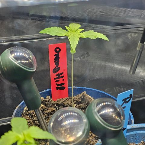 Orange Hill Spezial  #2 growlog timeline photo
