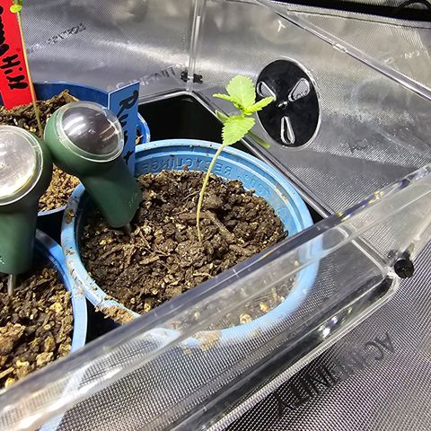 Melonade Runtz growlog timeline photo