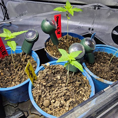 Gorilla Super Glue  #1 growlog timeline photo