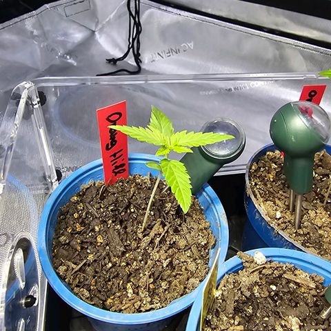 Orange Hill Spezial  #1 growlog timeline photo