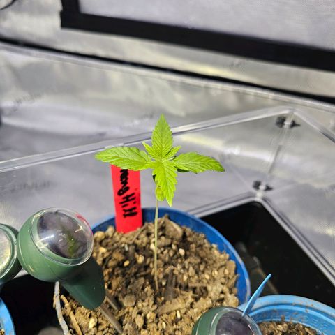 Orange Hill Spezial  #2 growlog timeline photo