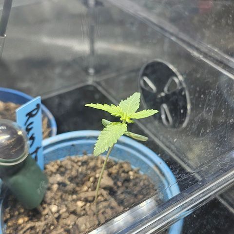 Melonade Runtz growlog timeline photo