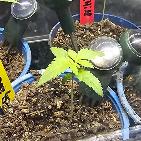 Gorilla Super Glue  #1 growlog timeline photo