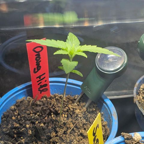 Orange Hill Spezial  #1 growlog timeline photo