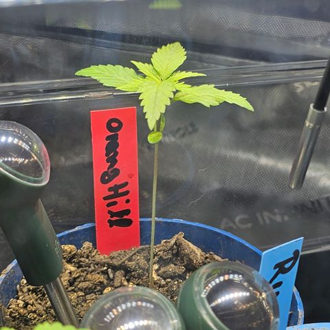 Orange Hill Spezial  #2 growlog timeline photo