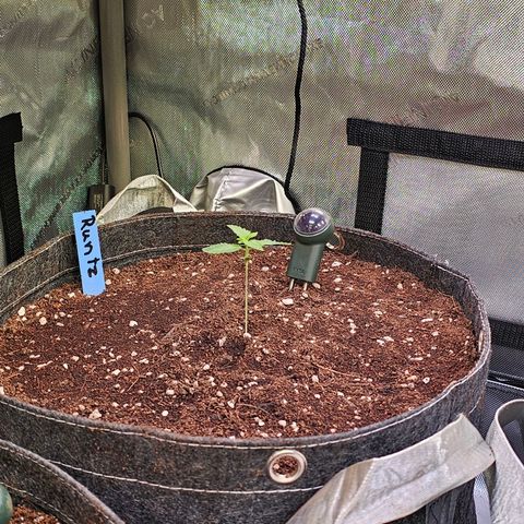 Melonade Runtz growlog timeline photo