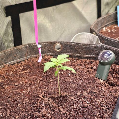Gorilla Super Glue  #1 growlog timeline photo