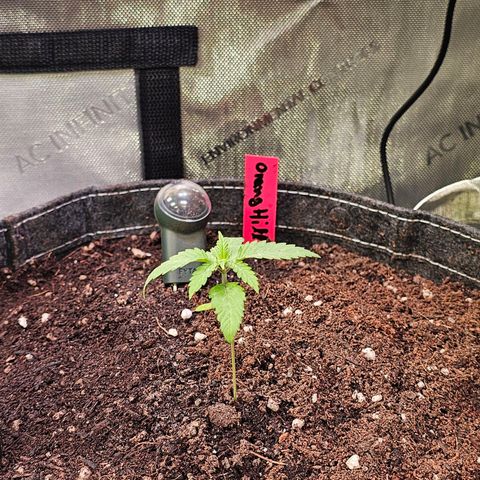 Orange Hill Spezial  #2 growlog timeline photo