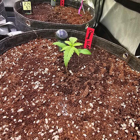 Orange Hill Spezial  #1 growlog timeline photo