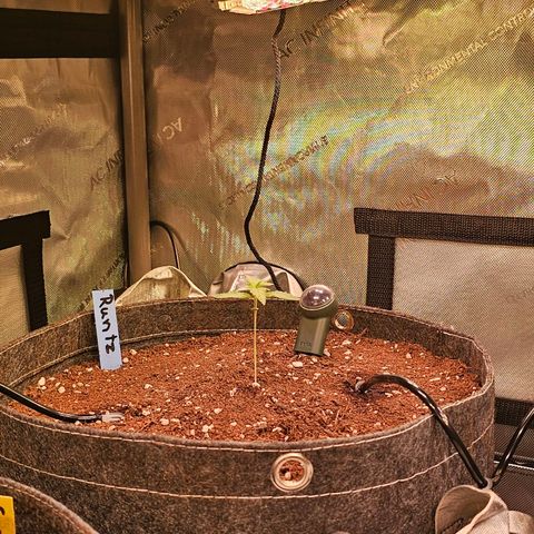 Melonade Runtz growlog timeline photo