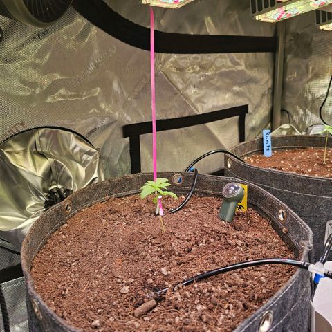 Gorilla Super Glue  #1 growlog timeline photo