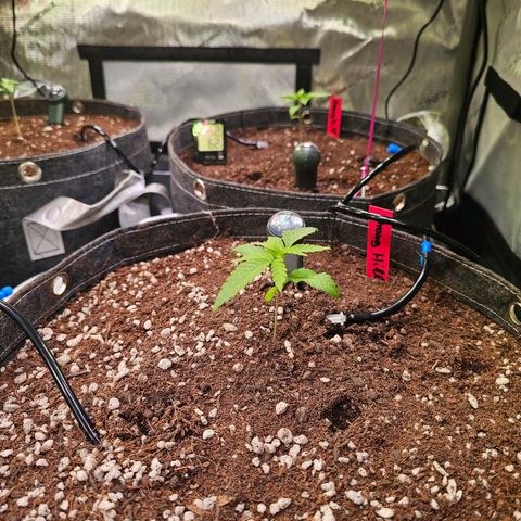 Orange Hill Spezial  #1 growlog timeline photo