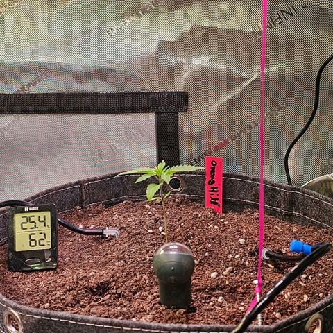 Orange Hill Spezial  #2 growlog timeline photo