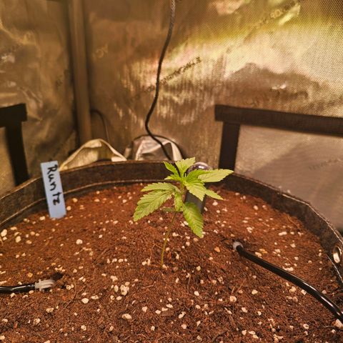 Melonade Runtz growlog photo: Etwas krum gewachsen alles 