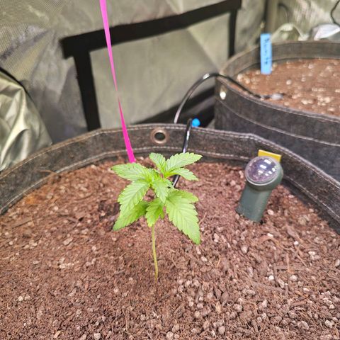 Gorilla Super Glue  #1 growlog timeline photo