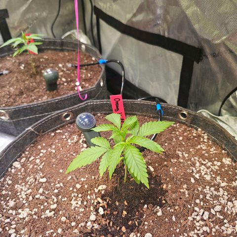 Orange Hill Spezial  #1 growlog photo: Sieht top aus kommt mit der Hitze klar 