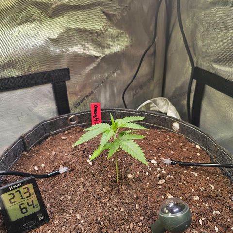 Orange Hill Spezial  #2 growlog timeline photo