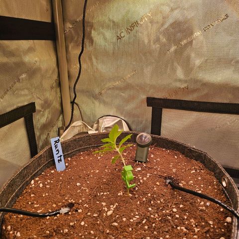 Melonade Runtz growlog timeline photo