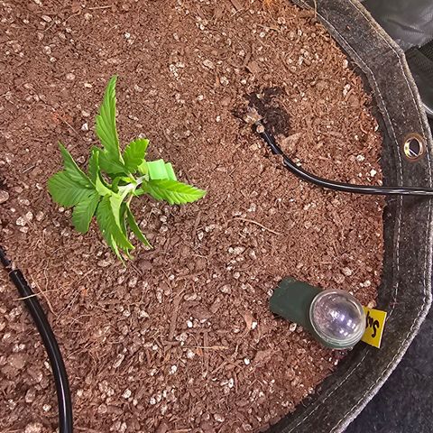Gorilla Super Glue  #1 growlog timeline photo
