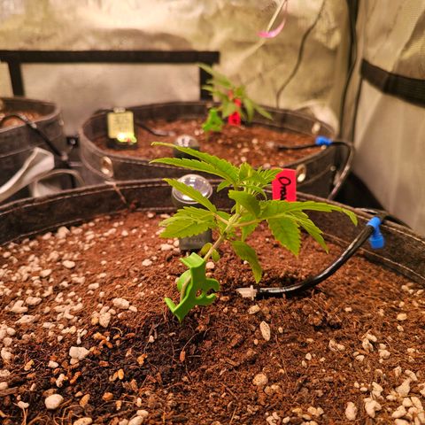 Orange Hill Spezial  #1 growlog timeline photo