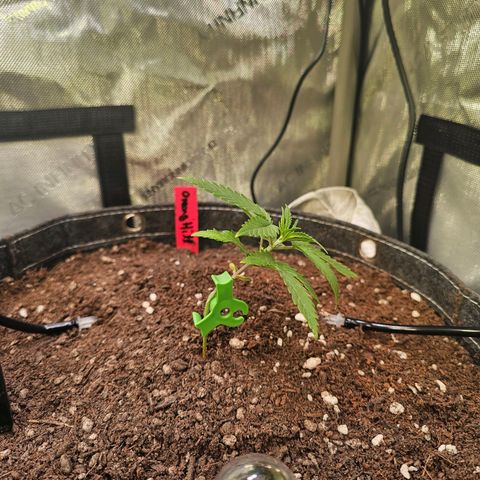 Orange Hill Spezial  #2 growlog timeline photo