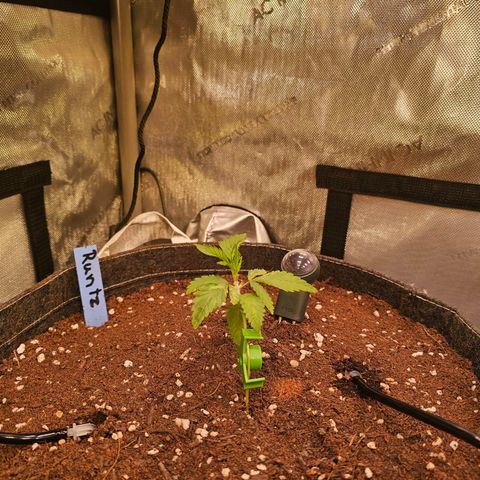 Melonade Runtz growlog timeline photo