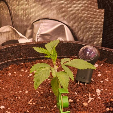 Melonade Runtz growlog photo: Ein wenig zu viel Licht für sie. Aber das wird.
Training passt.