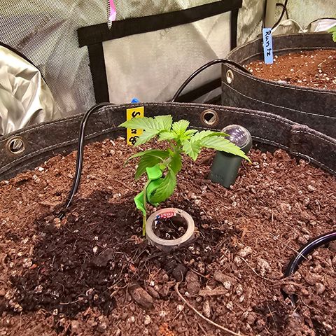Gorilla Super Glue  #1 growlog timeline photo