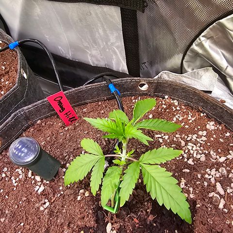 Orange Hill Spezial  #1 growlog photo: Schön offen.